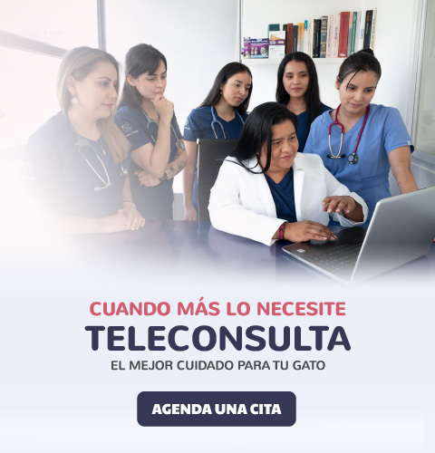 banner-veterinariadgatos-1