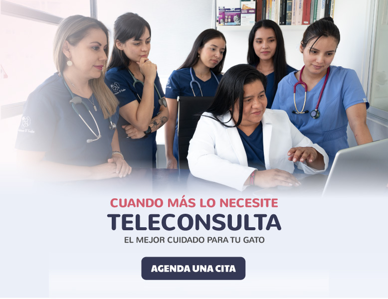 banner-veterinariadgatos-2