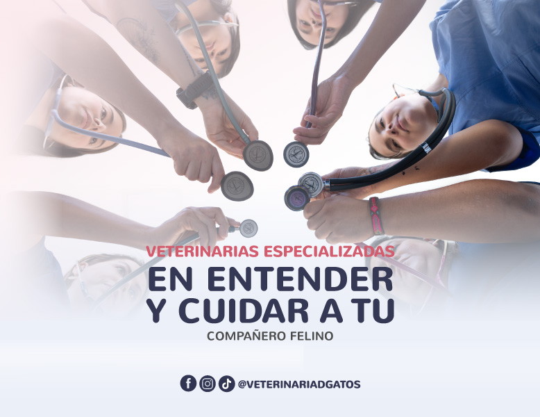 banner-veterinariadgatos-8
