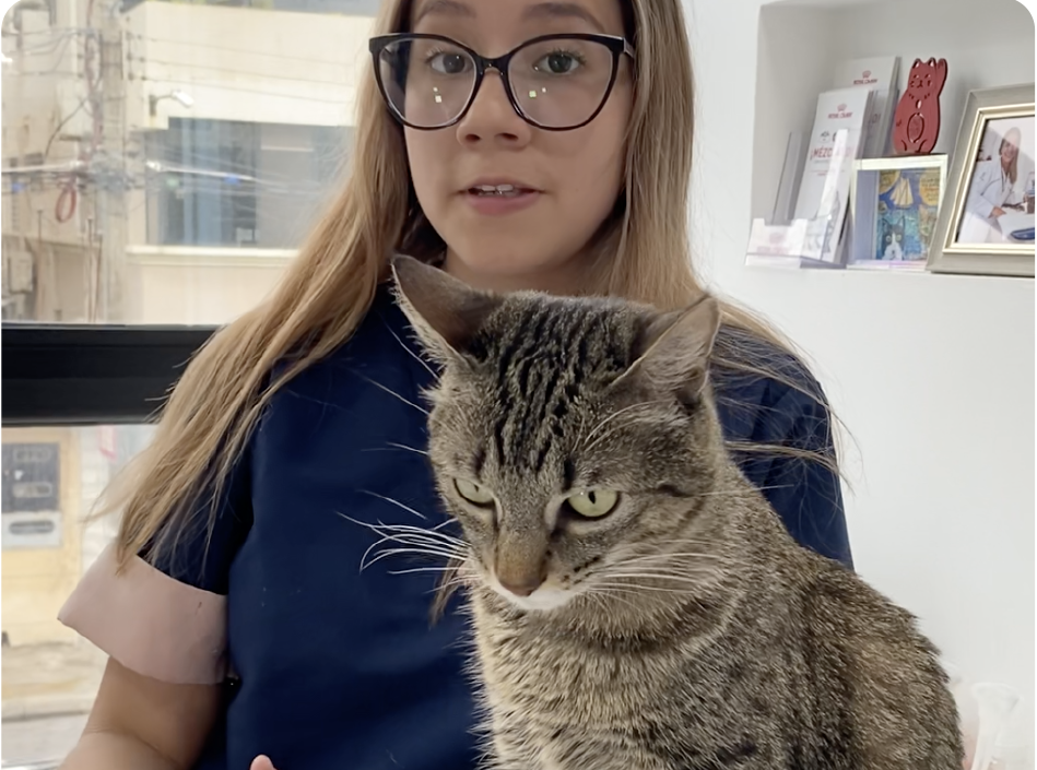Seccion5ImagenVeterinariadGatos1
