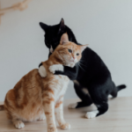 Exámenes retrovirales en gatos