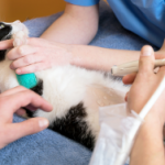 Beneficios de una ecografía en gatos